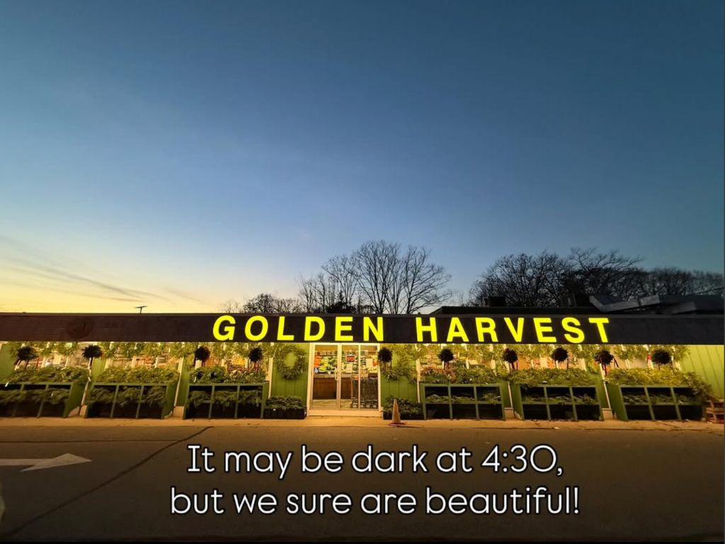 Golden Harvest at dusk